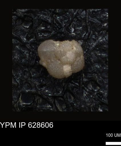 undet. Foraminiferida