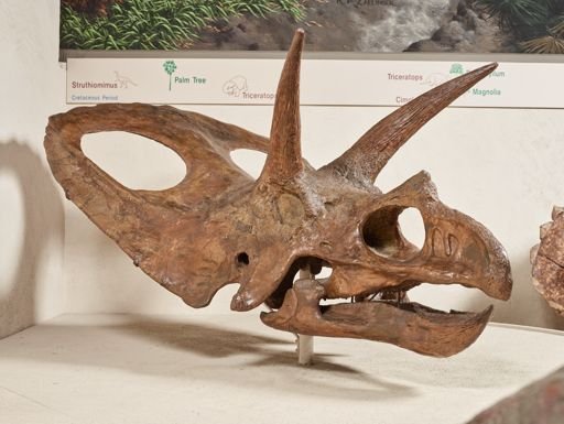 Torosaurus latus