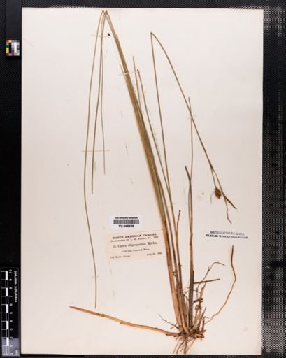 Carex oligosperma