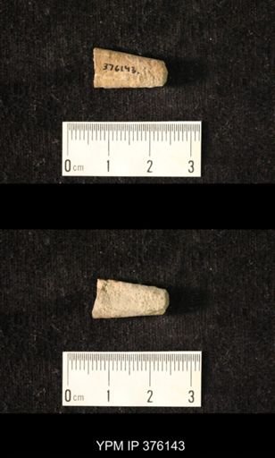 Pseudorthoceras knoxense