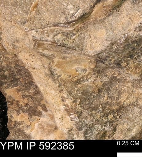 undet. Mollusca