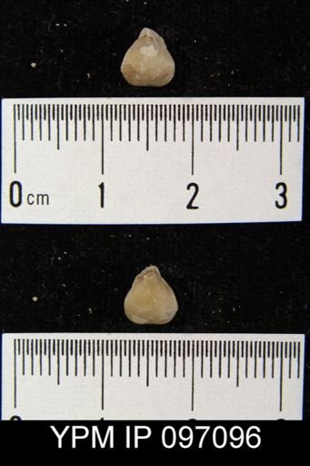 Whitfieldella nitida