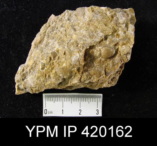 Brachiopod assemblage slabs