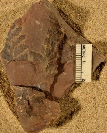 Pecopteris