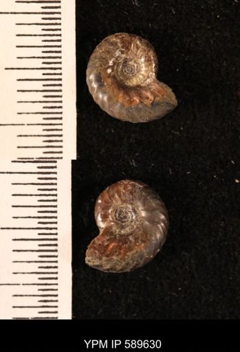 Hoploscaphites comprimus