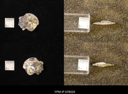 undet. Sphenodiscidae