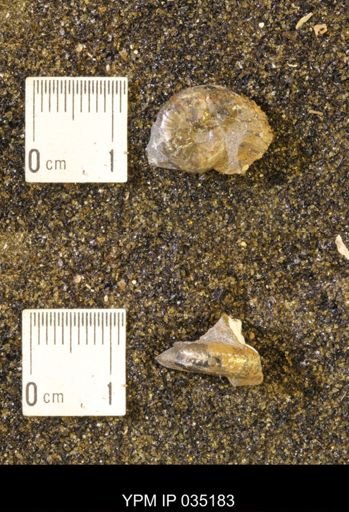 Discoscaphites rossi