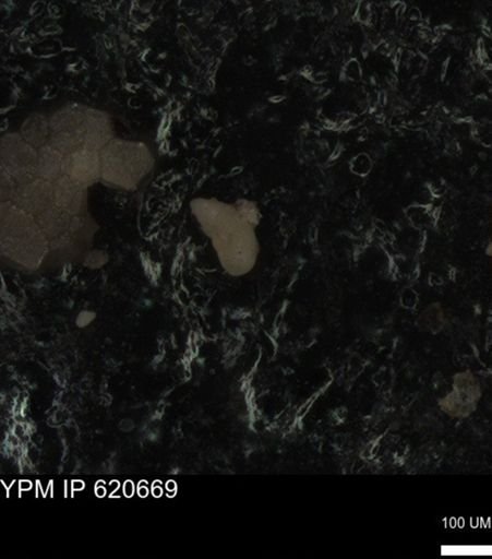 undet. Foraminiferida