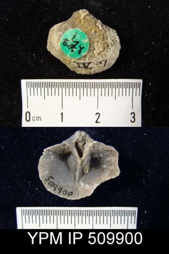 undet. Pentamerida