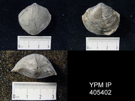 Athyris spiriferoides