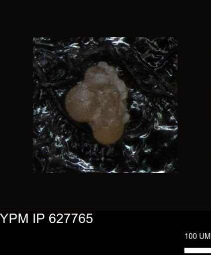 undet. Foraminiferida