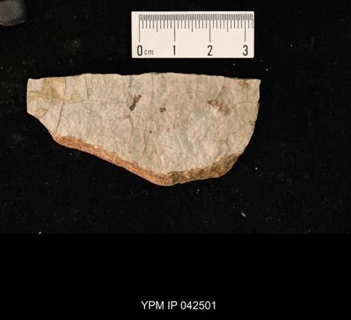 undet. Hexapoda