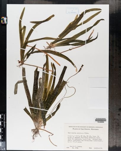 Vallisneria americana