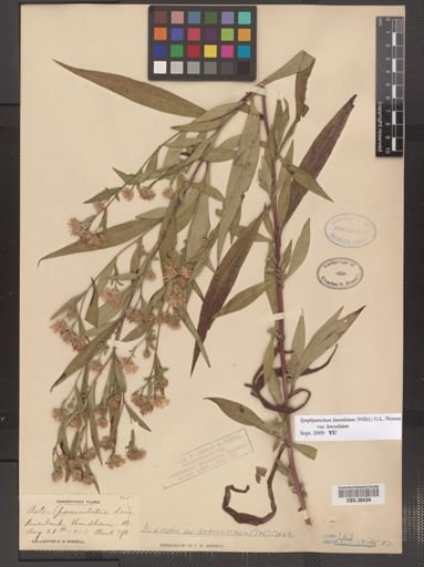 Symphyotrichum lanceolatum lanceolatum