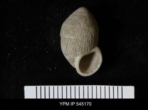 Cerion sp.