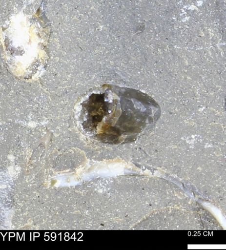 Bivalvia
