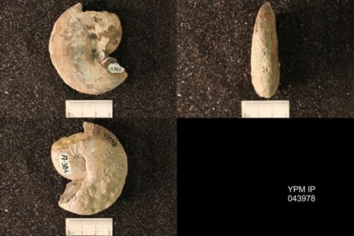Hoploscaphites nicolletii