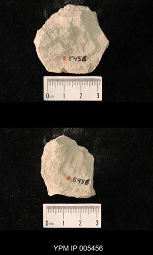 Protereisma arcuatum