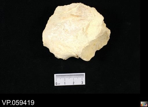 Mosasauridae