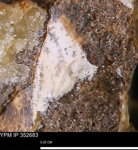 undet. Mollusca