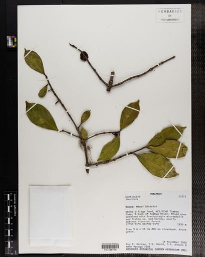 Plantae