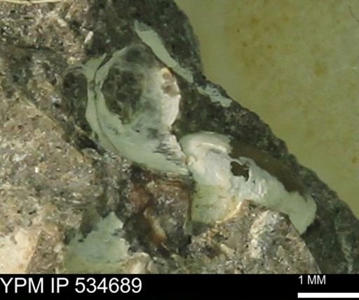 Protocardia subquadrata