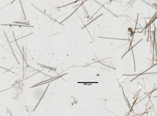 Tedania suctoria