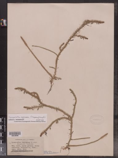 Lycopodiella appressa