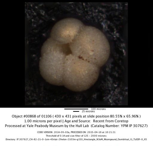 undet. Foraminiferida