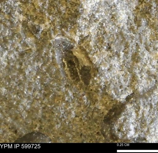 Protocardia subquadrata