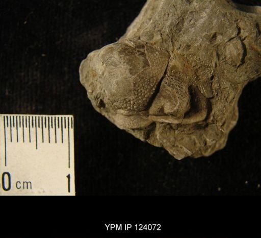 Phacops rana