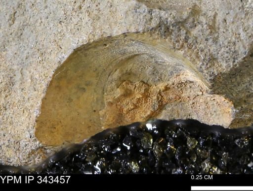 undet. Mollusca