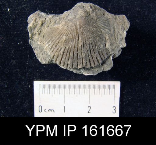 Orthis davidsoni pyramidalis