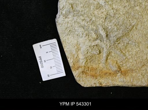 Asteriacites sp.