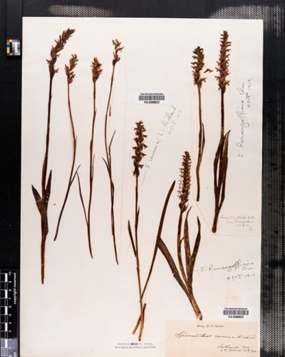 Spiranthes cernua