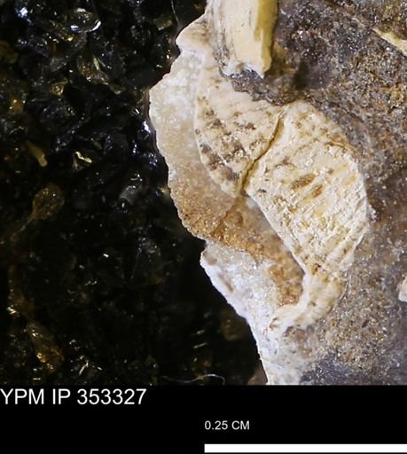 Parallelodon?