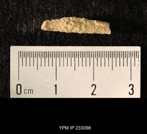 Archaeocidaris sp.