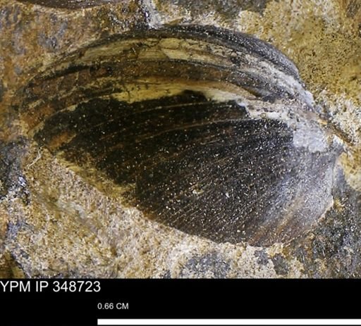 Limopsis striatopunctatus