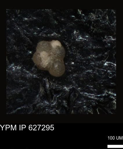 undet. Foraminiferida