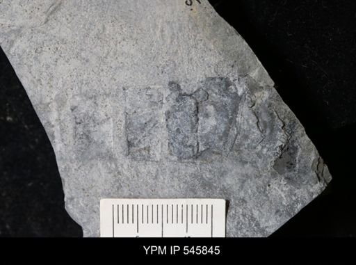 undet. Eurypterida