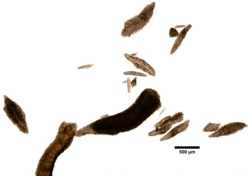 Acis guadalupensis