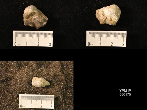 Marginifera splendens