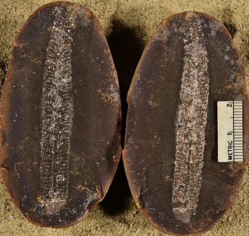 Pecopteris unitus