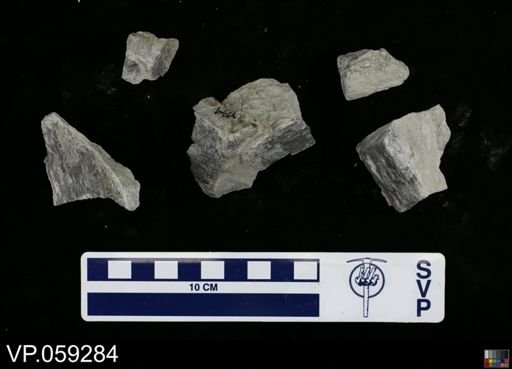 undet. Vertebrata