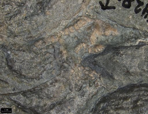 Aplocoma damesii