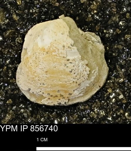 Limopsis striatopunctatus