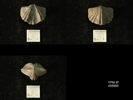 Platystrophia laticosta