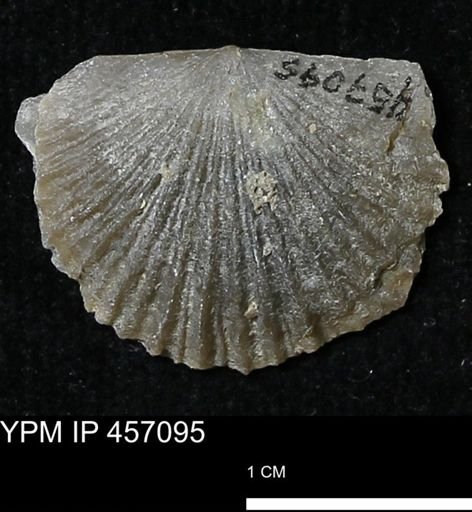 Stropheodonta sp.