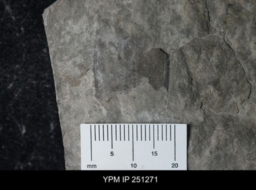 undet. Eurypterida