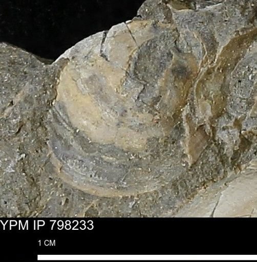 Protocardia
